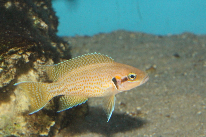 Neolamprologus helianthus